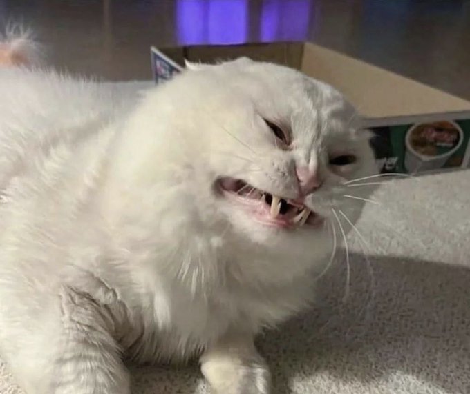 A close-up photo of a fluffy white cat with squinted eyes and an open mouth showing its teeth, appearing to yawn or meow on a carpeted surface.