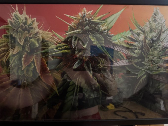A framed hyper-realistic painting of three cannabis buds displayed on a bright red wall, matching the artist's promotional post about showcasing their weed-themed artwork.