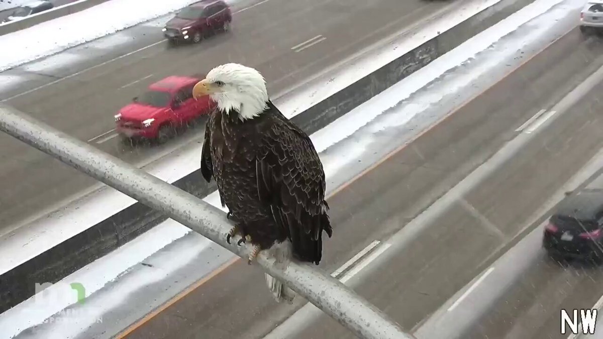The image features a bald eagle perched on a metal pole, overlooking a busy highway filled with cars. In the background, there are several vehicles driving down the road, including a red car that stands out among them. The scene captures the majestic bird in its natural habitat while also highlighting the hustle and bustle of city life.