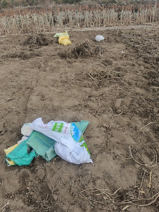 Discarded fertilizer or seed bags lie on dirt in a harvested cornfield with dried stalks in the background.