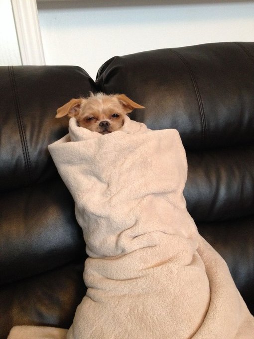 A small dog is wrapped snugly in a beige blanket like a burrito, sitting on a black leather couch with only its head peeking out.