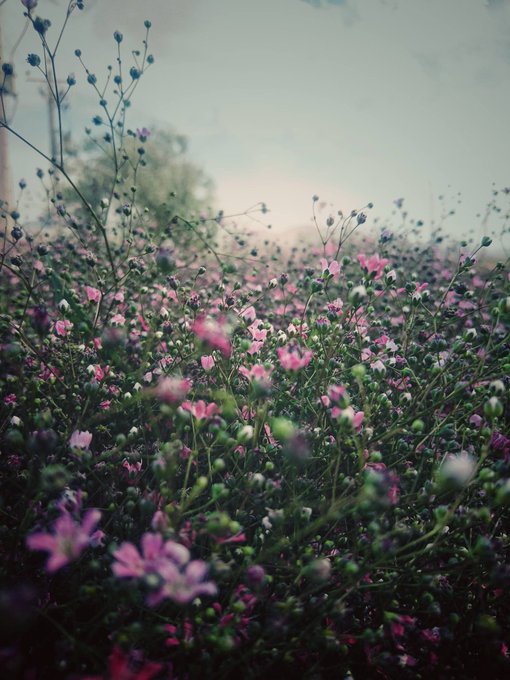 A field of delicate pink and white flowers fills the foreground, softly blurred at the edges under pale sky and light.