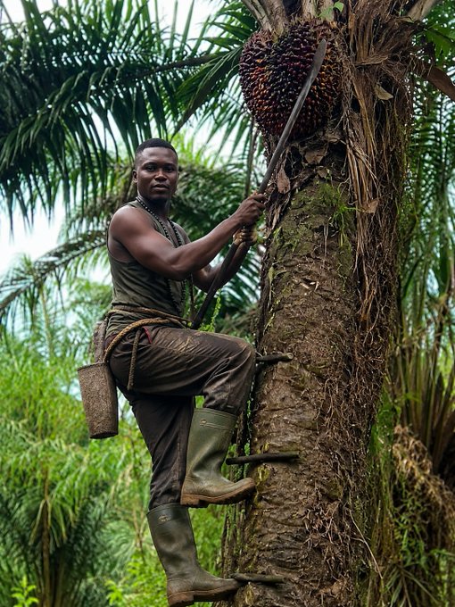 A young man skillfully climbs an oil palm tree using a rope and machete, harvesting a cluster of palm fruit bunches. The image visually reinforces the post's theme of hard work and patience needed to earn money to buy GLK, suggesting that like harvesting palm fruit, building wealth requires time, effort, and perseverance.