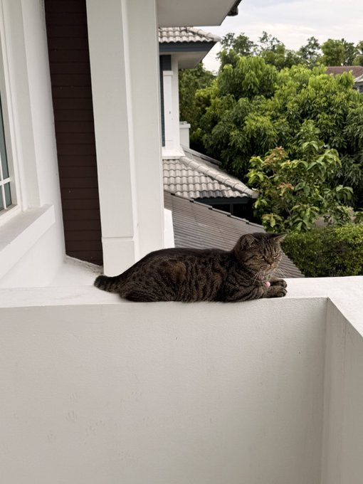 A brown tabby cat wearing a small collar rests on a white ledge or wall outside a house.