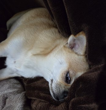 The image features a small tan dog lying down on its side, resting comfortably on a brown blanket or couch cushion. The dog's head is tilted back as if it's sleeping or just relaxing. The background of the photo appears to be a dark color, possibly a black curtain or wall, which contrasts with the light-colored fur of the dog and adds depth to the scene.