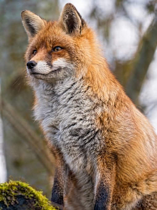 A close-up portrait of a red fox with orange and white fur sitting alertly in a forest setting.