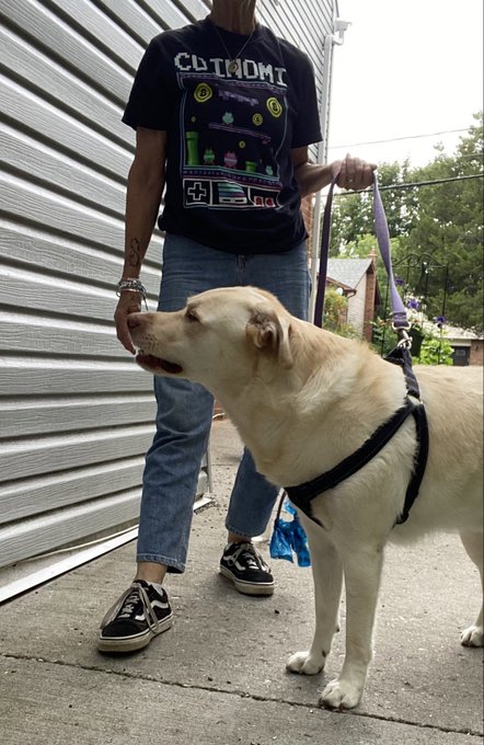 A person wearing a black 'CUTTHROAT' video game t-shirt and blue jeans stands on a sidewalk holding the leash of a yellow Labrador wearing a black harness.