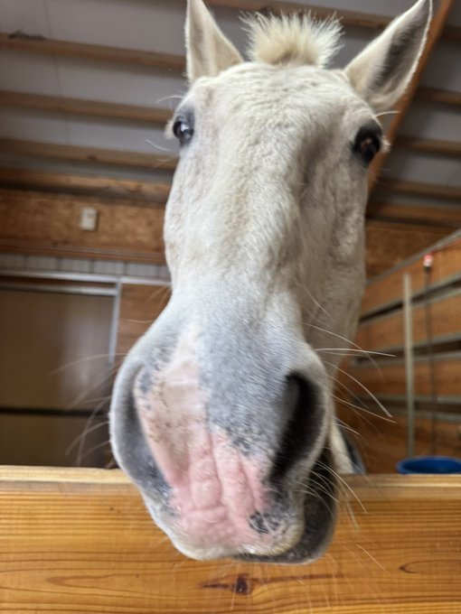 A close-up photograph of a grey and white horse or donkey's face looking directly at the camera with its muzzle resting on a wooden board.