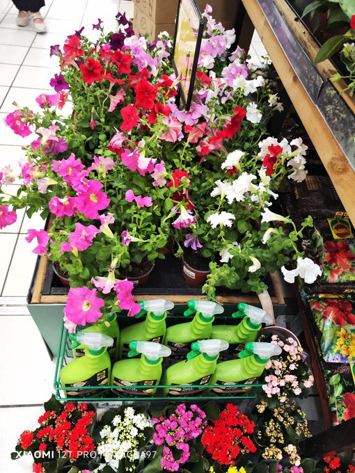 The image shows a display of potted plants at a store, with various types of flowers including pink, white, red, and purple blooms. The plants are arranged in several pots, some placed on shelves while others are displayed on tables or stands. There is also a green spray bottle among the potted plants, which could be used for pest control or general care. The store appears to have an assortment of flowers available for sale, catering to different tastes and preferences.