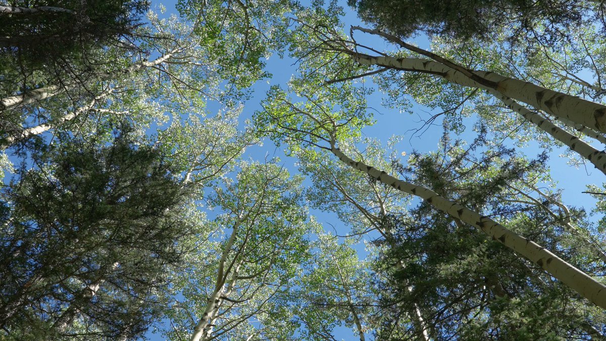 The image shows a group of trees, with some tall ones reaching towards the sky. The top left tree has green leaves that are bright against the brown background. In total, there are eight trees visible in the scene; three of them are taller than the others. One of these taller trees stands out from the rest as it is positioned very high up in the picture, almost touching the sky. The image also includes text that seems to be related to a post or social media account, where someone has tagged this particular tree photo.