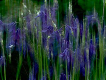The image features a close-up view of a field filled with purple flowers, likely bluebells or similar plants. The flowers are in full bloom, creating a vibrant and colorful scene. The background appears blurry, suggesting that the photo was taken from a distance or at an angle. The caption to the image reads "Good morning! xtz" which could be interpreted as either "Good Morning!" written in all capital letters or "xtz" being part of the caption.