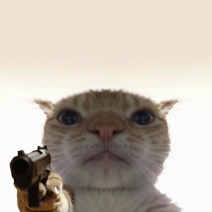 The image features a cat holding a gun, with its head tilted upwards as if posing for a picture or video. The background of the photo appears to be white, which contrasts with the cat's fur color. There are no texts present in the image, but there is a caption that reads "24h since $Gusic was tokenized We become the greatest cat pfp cult on @Pumpfun USDC pairs But we need more 1 sol to 3 random trenchers who changed their pfp to Gusic Cat".