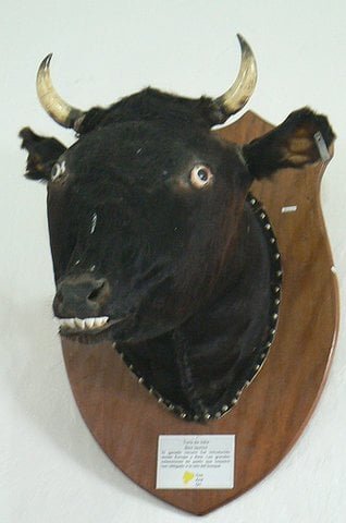 A taxidermied head of a black bull or cow with prominent horns and teeth showing, mounted on an oval wooden plaque with a small informational placard.