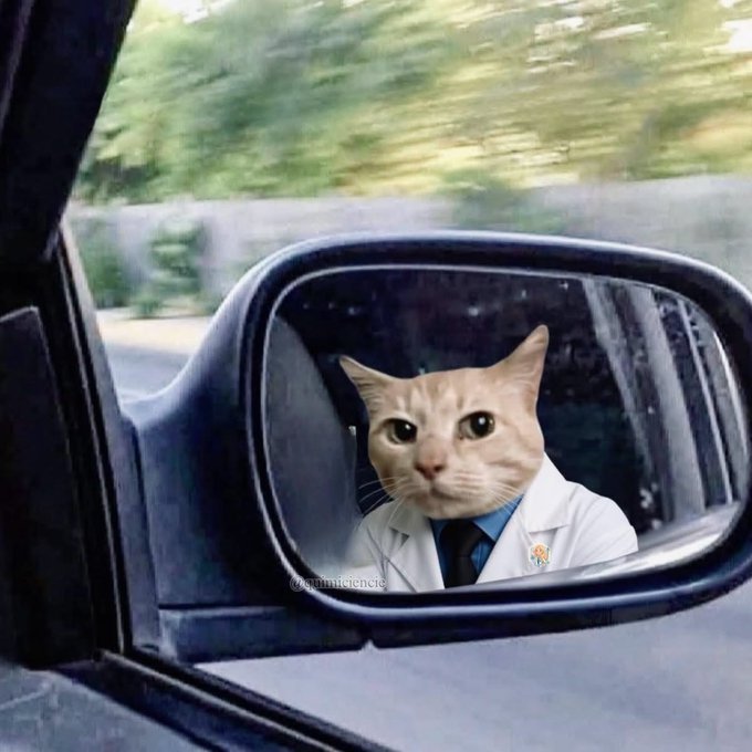 The image shows a humorous meme of an orange cat wearing a white lab coat and tie reflected in a car's side mirror, with the watermark "@gammiecient" visible. The post's mention of "point farming" and questioning market bottoms relates to the cat's analyst-like appearance, suggesting the user is jokingly appointing themselves—or this cat—as a financial oracle calling a market bottom while acknowledging it might just be chasing engagement points.