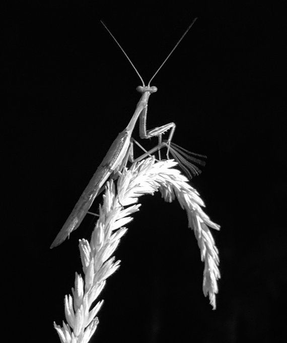 A black and white macro photograph shows a praying mantis resting on a curved, feathery plant stalk against a pitch-black background.