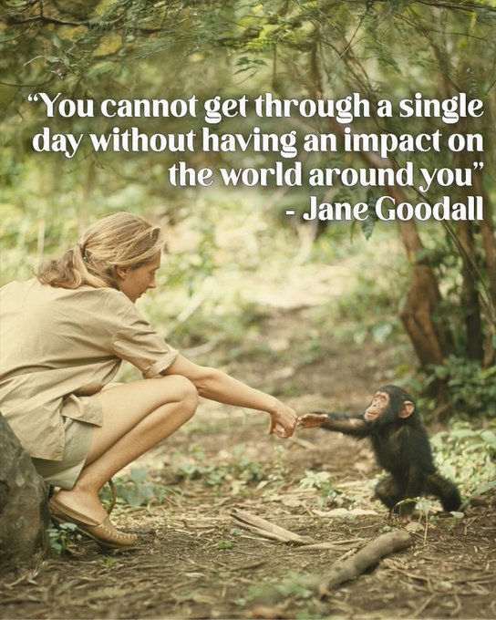 A vintage photo of Jane Goodall extending her hand to a baby chimpanzee, overlaid with her quote: 'You cannot get through a single day without having an impact on the world around you' - Jane Goodall.