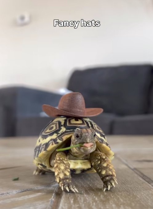 A tortoise on a wooden surface wearing a small brown cowboy hat, with the caption 'Fancy hats' above it.