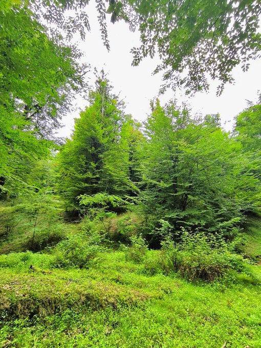 A lush green forest scene with dense trees and a grassy clearing under an overcast sky.