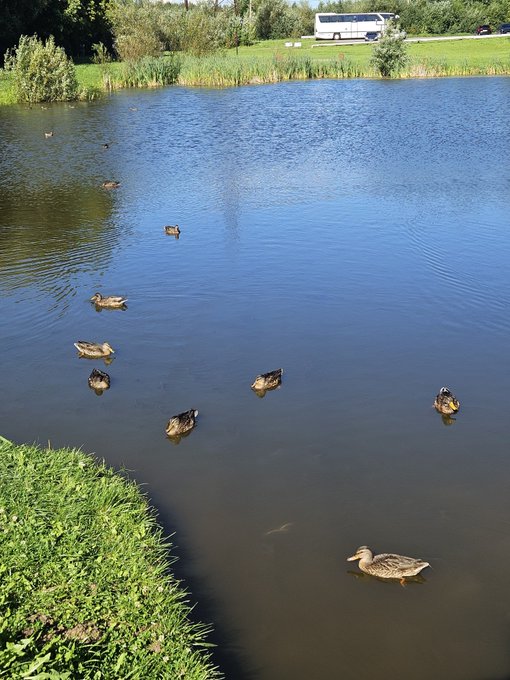 Several ducks swim peacefully on the blue surface of a pond, with green grass in the foreground and a white bus parked in the background.