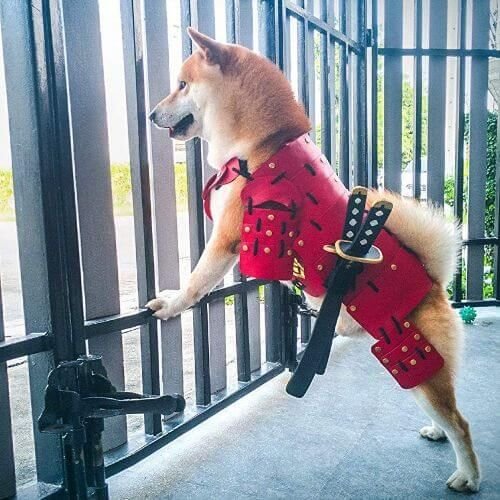 A Shiba Inu dog wearing a red samurai armor costume stands on its hind legs against a metal fence.