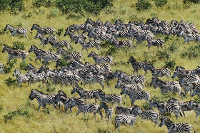 An aerial view of a large herd of zebras grazing on a grassy savanna with scattered green bushes.