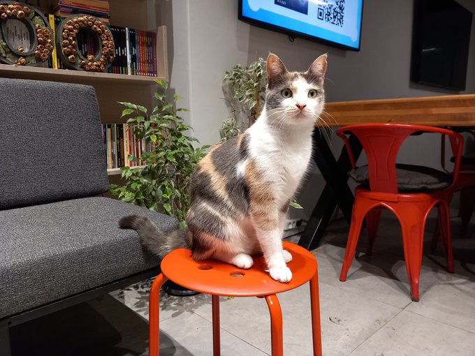 A calico cat sits attentively on a small orange stool in a room featuring a grey sofa, a bookshelf with decorative plates, house plants, and red metal chairs.