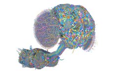 A colorful 3D rendering of a human brain with its blood vessels and nerves highlighted in vibrant colors like purple, blue, green, and yellow.
