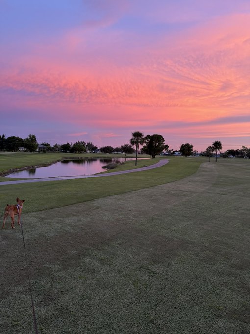 A serene golf course at sunset glows with pink and orange skies, featuring a pond, palm trees, and a small tan dog on a leash in the foreground.