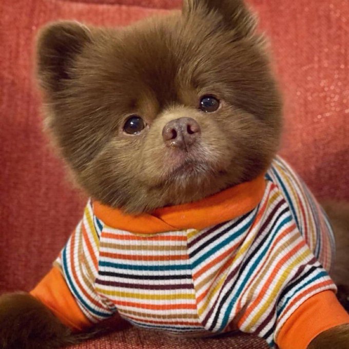A fluffy brown Pomeranian puppy sits against a pink backdrop wearing a colorful striped shirt with orange trim, capturing the charming "Bert" character with its teddy bear-like appearance and irresistibly cute expression.