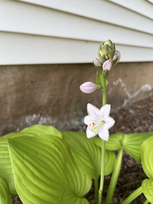 A close-up photograph of a hosta plant with broad green leaves, a blooming white and purple striped flower, and buds on the stem, set against white house siding and concrete.
