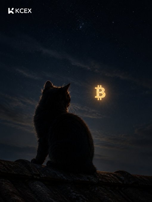 A KCEX promotional image showing a black cat sitting on a rooftop at night, gazing up at a glowing Bitcoin (₿) symbol in the starry sky.