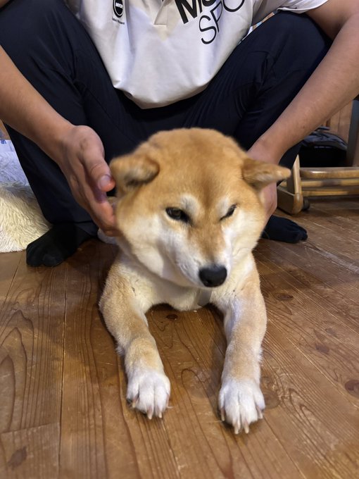 A tan Shiba Inu lies calmly on a wooden floor while a child gently touches its head, perfectly capturing the breed's famously patient and gentle nature as referenced in the caption about the dog never getting angry despite being teased.