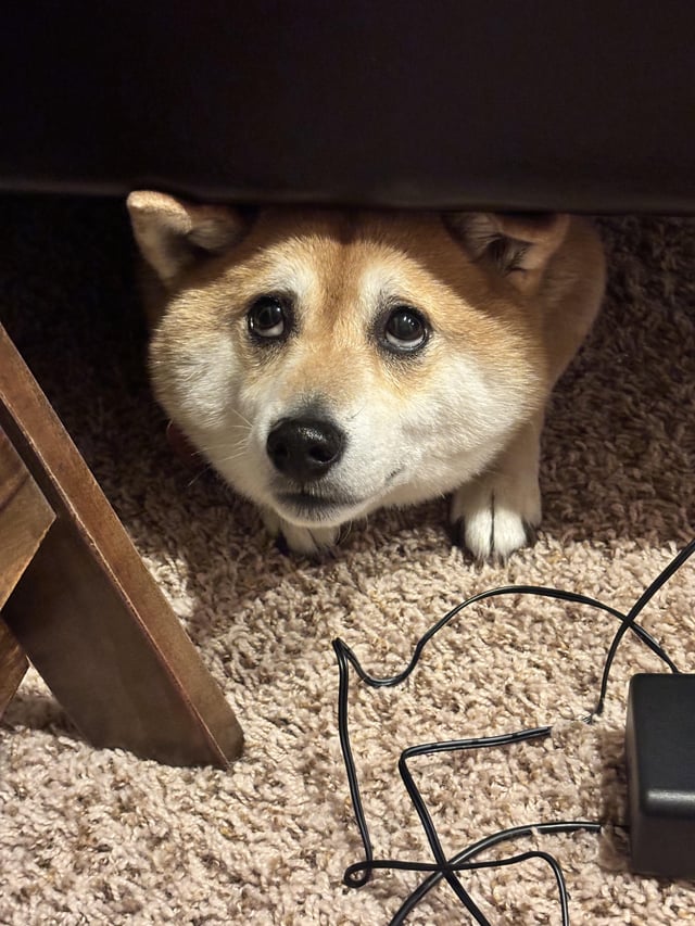A Shiba Inu with soulful eyes peeks out from under what appears to be a piece of furniture, sitting on a beige carpet next to some tangled cables and a wooden table leg. The dog's adorable, slightly guilty expression perfectly captures the "Shiba being cute" sentiment of the post.