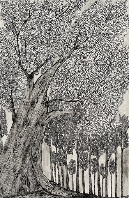 A detailed black-and-white ink drawing of a large twisted tree with a dense canopy of small leaves, surrounded by a forest of smaller trees in the background.