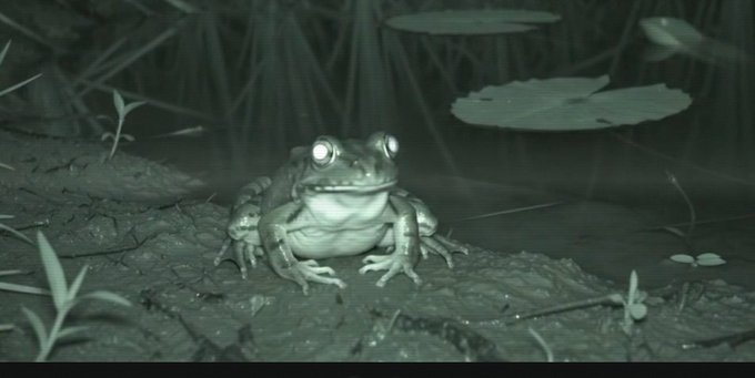 A large frog sits on muddy ground at night, its eyes glowing brightly in the dark, with lily pads and water visible in the background. The image playfully relates to the post's theme by visually representing the "frog" or meme culture often associated with crypto communities, particularly the popular "Pepe the Frog" meme, which ties into the discussion about Uniswap's new launchpad platform at pools.trade.