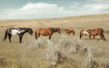 Four horses, including a pinto and three chestnut-colored ones, graze in a dry, grassy prairie under a partly cloudy sky, capturing a timeless "Open Range" scene that aligns with the post's celebration of evoking an "Old Time Feeling, Like Before" through art.