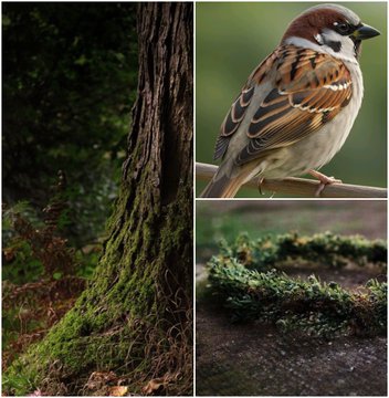 The image features a collage of three photos depicting different elements from nature. The top photo shows a bird perched on a tree branch with its wings spread out. The middle photo depicts a bird sitting on a twig, facing away from the viewer. The bottom photo captures a bird sitting on a twig in front of a tree trunk.

The post is titled "Good morning INSPIRATION vs ART 𝑵𝒂𝒕𝒖𝒓𝒂𝒍 𝑶𝒄𝒄𝒖𝒓𝒆𝒏𝒄𝒆 Starting bid 0.18 Ξ Medium: oil on canvas, 60x60 cm". The collage is a creative representation of the beauty and diversity found in nature, with each photo capturing a different aspect of the bird's life within its natural habitat.