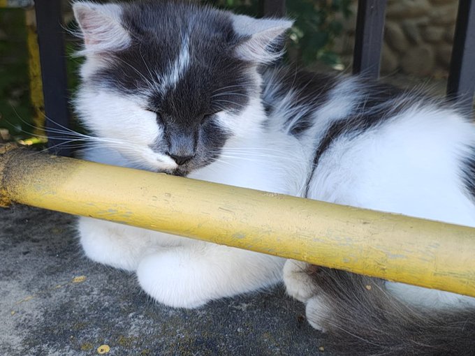 A fluffy gray and white cat sleeps peacefully with its eyes closed, its face resting against a yellow horizontal bar.