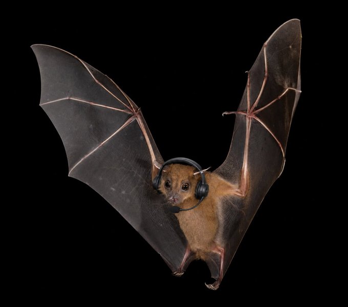 A bat wearing a headset with outstretched wings is displayed against a black background, perfectly matching the post's metaphor of $BAT staying alert and active while the market sleeps, ready to hunt the next big opportunity.