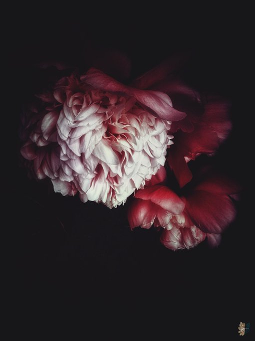 A moody, low-key photograph of a pink and white peony flower dramatically lit against a completely black background.