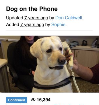 An image titled 'Dog on the Phone' showing a yellow Labrador holding a telephone receiver, with 16,394 views and confirmation by Don Caldwell and Sophie.