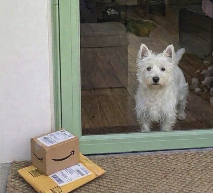 A West Highland White Terrier sits inside a glass door, peering out at two Amazon packages (one small box with the Amazon logo and one yellow padded envelope) left on the doormat, as if standing guard over the delivery. The cute pup's attentive pose makes it the perfect "proof of delivery" witness for the Amazon packages.