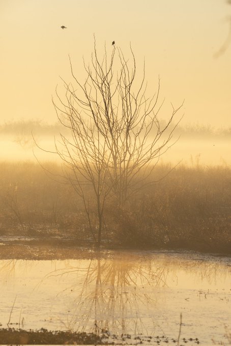 "GM A Living Stillness" is a photograph of a serene scene with two birds flying next to each other over water, possibly a pond or lake. The image's theme suggests harmony between nature and its inhabitants while evoking the feeling of tranquility.