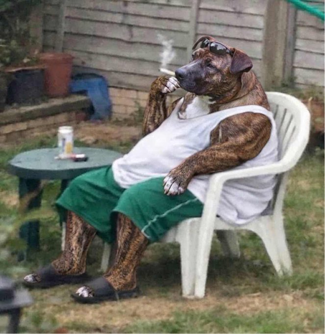 A brindle dog wearing a white tank top, green shorts, and sunglasses sits in a plastic lawn chair smoking a cigarette in a backyard setting.