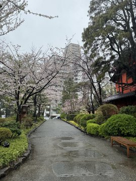 A wet stone path winds through a Japanese garden lined with blooming cherry blossom trees, with a tall building visible in the background.