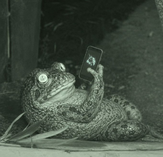 A frog holding up a smartphone displaying the Unicorn meme (a unicorn captioned "UNICON") symbolizes the elusive, early-stage crypto gem—the investor who finds it first questions their conviction, but holding the "unicorn" before the crowd eventually proves the contrarian thesis right.