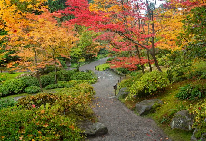 Vibrant Japanese autumn garden scene featuring a winding gravel path through colorful maple trees displaying brilliant red, orange, and yellow foliage.