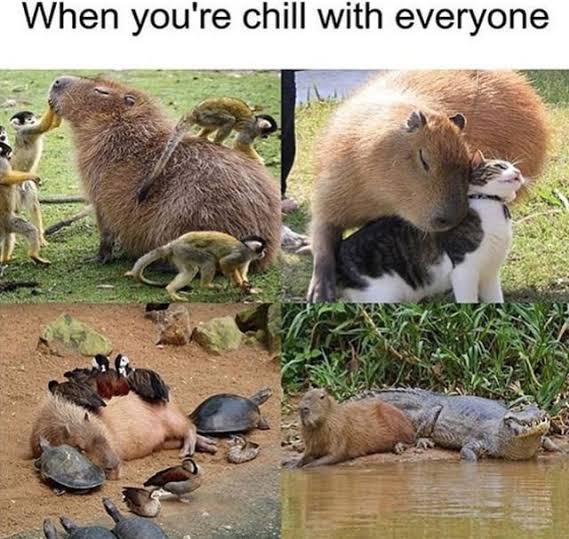 A four-panel meme captioned 'When you're chill with everyone' showing a capybara peacefully coexisting with monkeys, a cat, ducks, and a caiman.