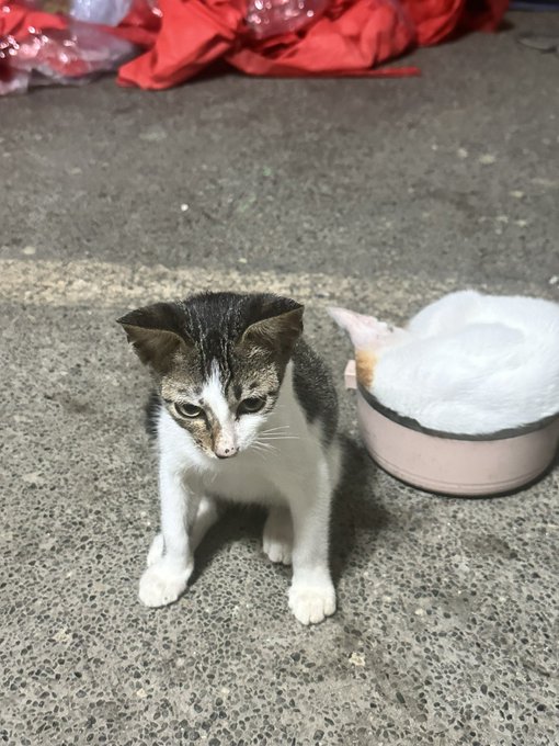 A small white and tabby kitten sitting on concrete pavement at night, looking at the camera with a white cat bed visible behind it.