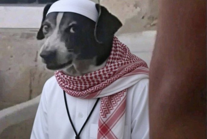 A black and white dog is dressed in Middle Eastern attire, wearing a white skullcap (taqiyah) and a red and white checkered keffiyeh scarf around its neck.